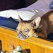 Dakota is registered to the contest to win money with this photo: dog, french_bulldog, bed, pillow, wooden_furniture, indoor, pet, resting, sleepy, brown_fur, paw, head, contemplative, cozy, animal, domestic, bedroom, furniture, quiet, calm