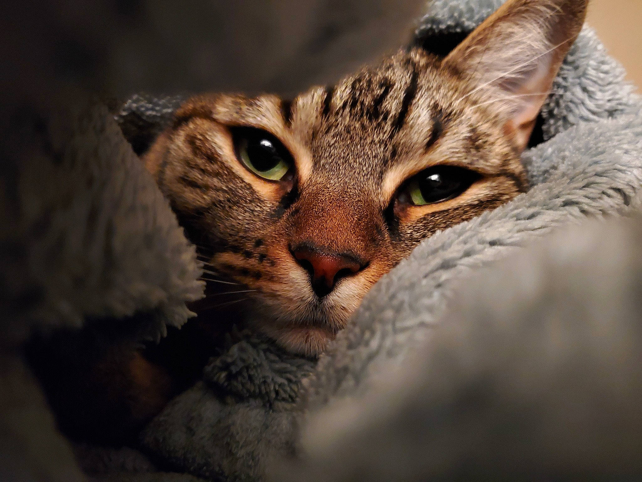 Amara joined the competition — help win amazing prizes! carnivore, cat, domestic_short_haired_cat, eye, felidae, fur, human_body, macro_photography, paw, plant, small_to_medium_sized_cats, terrestrial_animal, tree, whiskers, wildlife