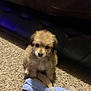 Moxy joined the competition — help win amazing prizes! animal, brown_dog, carpet, companion, couch, cozy, cute, dog, domestic_animal, floor, furry, indoor, pet, playful, plush_toy, puppy, sitting, small_dog, toy, young_dog