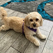 Moxy is registered to the contest to win money with this photo: animal, canine, companion, cream_colored, curious, cute, dog, domestic, floor, fluffy, indoor, looking_up, lying_down, pet, playful, puppy, purple_harness, rug, tile_floor, wood_pattern