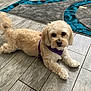 animal, canine, companion, cream_colored, curious, cute, dog, domestic, floor, fluffy, indoor, looking_up, lying_down, pet, playful, puppy, purple_harness, rug, tile_floor, wood_pattern