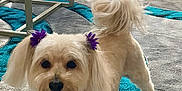 Moxy is registered to the contest to win money with this photo: cute, decor, dog, flower_hair_ties, flowers, furniture, glass_coffee_table, happy, happy_dog, home_interior, indoor, living_room, pet, rug, small_dog, smiling_dog, tufted_couch, vase, white_dog, wood_floor