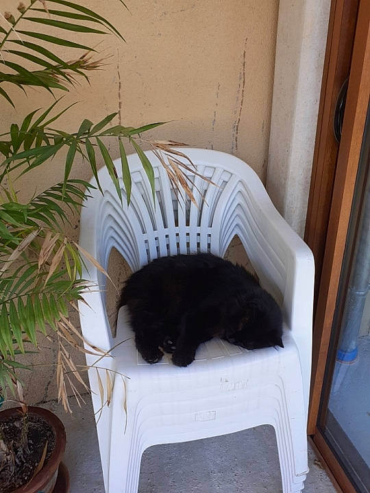 Leon a rejoint le concours — aidez-le/la à gagner de superbes lots ! carnivore, cat, chair, comfort, companion_dog, dog_breed, felidae, flowerpot, grass, hardwood, houseplant, pet_supply, plant, small_to_medium_sized_cats, tail, terrestrial_plant, tints_and_shades, vertebrate, whiskers, wood