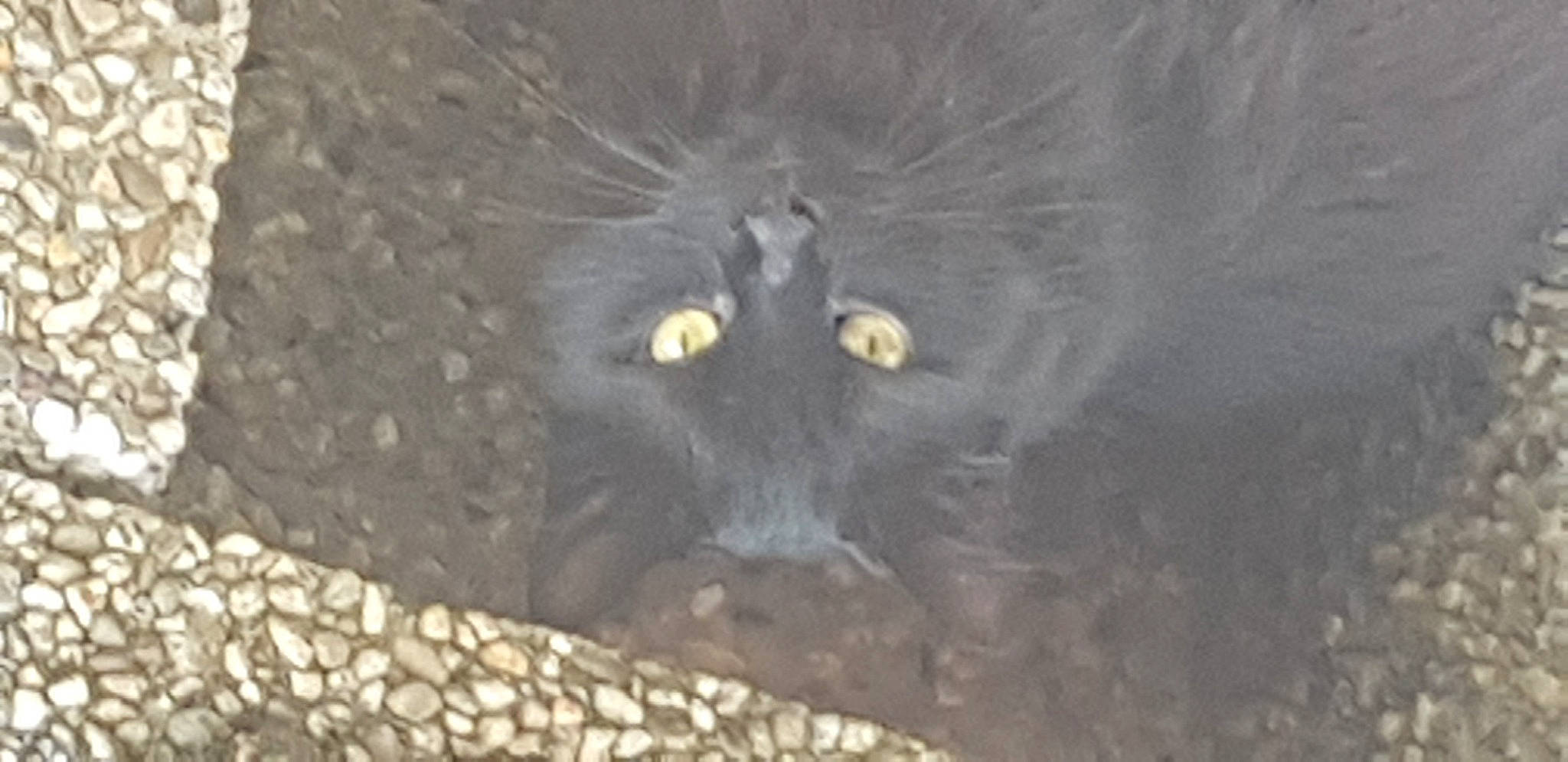 Leon a rejoint le concours — aidez-le/la à gagner de superbes lots ! black_cat, bombay, carnivore, cat, domestic_short_haired_cat, felidae, fur, plant, small_to_medium_sized_cats, soil, tail, terrestrial_animal, whiskers, wildlife, window