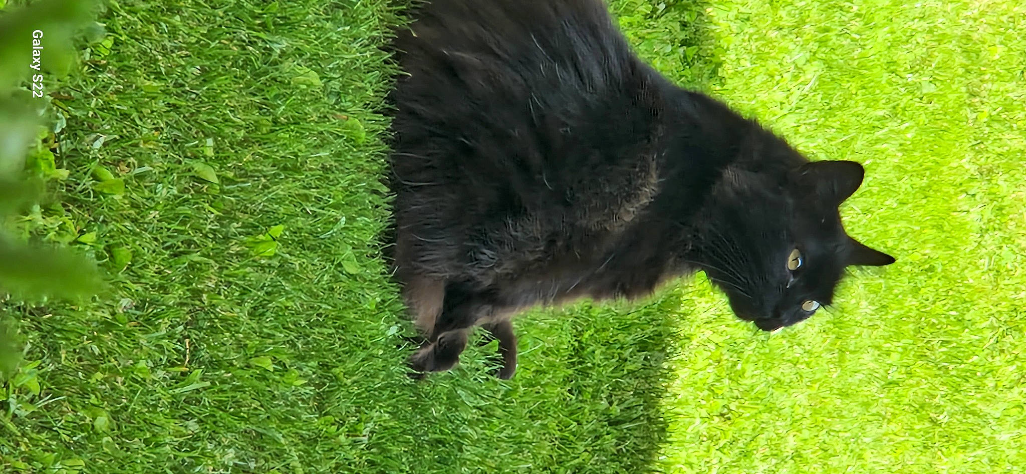 Léon participe au concours pour gagner de l'argent avec cette photo : black_cat, bombay, carnivore, cat, dog_breed, domestic_short_haired_cat, felidae, fur, grass, grassland, grazing, groundcover, pasture, plant, small_to_medium_sized_cats, snout, tail, terrestrial_animal, whiskers, working_animal