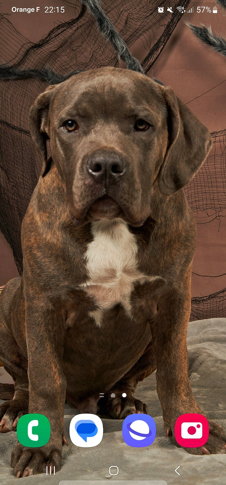 Sparrow participe au concours pour gagner de l'argent avec cette photo : canidae, carnivore, collar, companion_dog, dog, dog_breed, dog_collar, fawn, fur, giant_dog_breed, gun_dog, hunting_dog, liver, molosser, snout, sporting_group, terrestrial_animal, whiskers, working_animal, working_dog