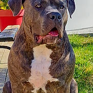 Sparrow participe au concours pour gagner de l'argent avec cette photo : animal, brindle_coat, calm, canine, daylight, dog, door, fence, garden, grass, outdoor, pet, plant, red_planter, residential_building, sitting, sunny, white_chest, window, wooden_deck