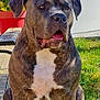animal, brindle_coat, calm, canine, daylight, dog, door, fence, garden, grass, outdoor, pet, plant, red_planter, residential_building, sitting, sunny, white_chest, window, wooden_deck