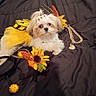 dog, small_dog, fluffy, white_fur, pet, portrait, lying_down, flower, sunflower, autumn, costume, headpiece, jewelry, necklace, bed, blanket, indoor, cute, playful, fashionable