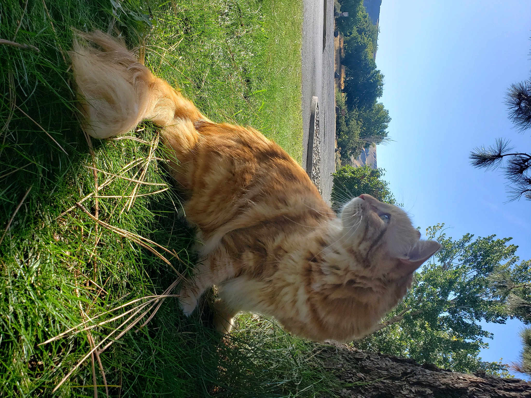 Tootie