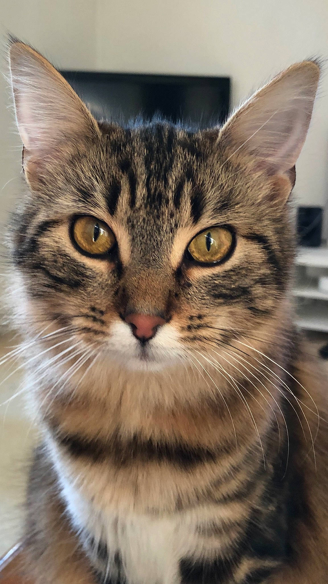 Morphée participe au concours pour gagner de l'argent avec cette photo : aegean_cat, american_shorthair, american_wirehair, asian, carnivore, cat, close_up, domestic_short_haired_cat, dragon_li, european_shorthair, felidae, kitten, mammal, pixie_bob, small_to_medium_sized_cats, snout, tabby_cat, toyger, vertebrate, whiskers