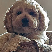 Koda joined the competition — help win amazing prizes! backlighting, black_nose, close_up, couch, curly_fur, cute, dog, fluffy, furniture, golden_doodle, home, indoor, looking_at_camera, paw, pet, portrait, puppy, sitting, tan_fur, warm_lighting