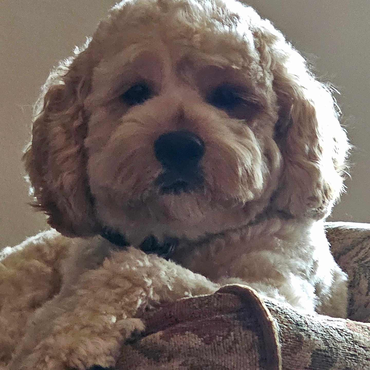 Koda