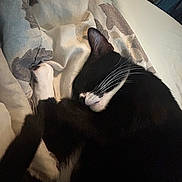 Winnie joined the competition — help win amazing prizes! cat, black_and_white, sleeping, blanket, indoor, cozy, fur, whiskers, paw, resting, pet, animal, cute, domestic_cat, relaxation, feline, close_up, soft, comfort, peaceful