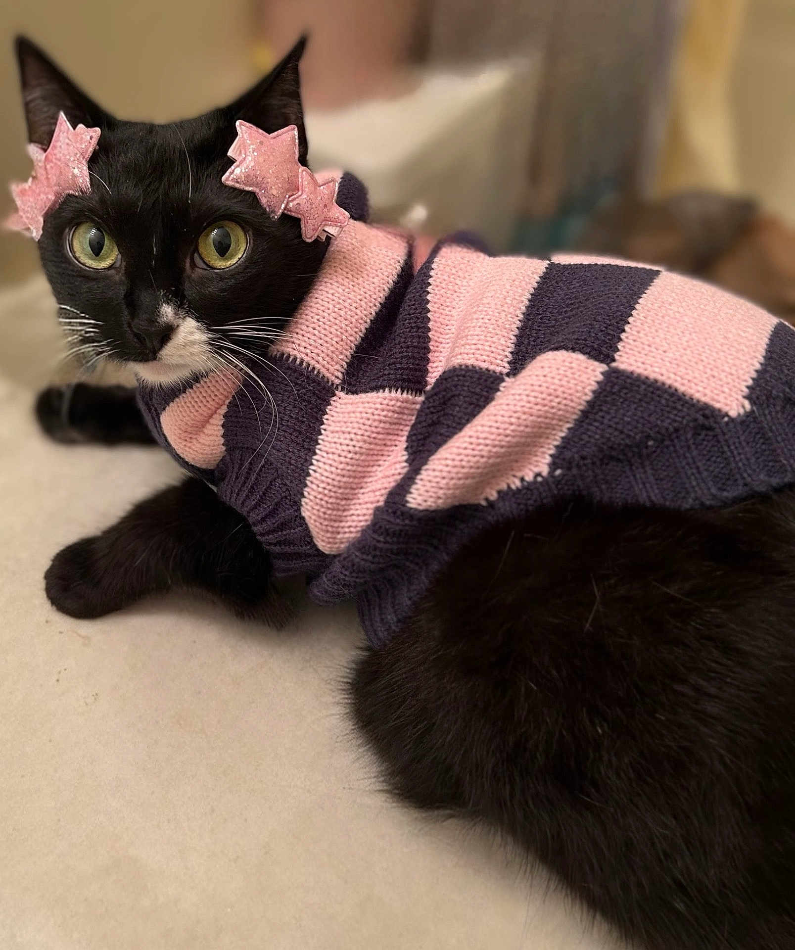 Winnie is registered to the contest to win money with this photo: cat, black_cat, white_markings, sweater, pink, navy, checkered_pattern, hair_clips, stars, indoor, pet, feline, cozy, lying_down, close_up, cute, animal, domestic_cat, fur, whiskers
