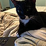 Winnie joined the competition — help win amazing prizes! cat, tuxedo_cat, bed, blanket, laptop, whiskers, fur, indoor, curious, pet, animal, cozy, resting, closeup, black_and_white, feline, home, soft_light, domestic_cat, relaxed
