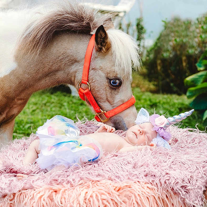 Bayleigh joined the competition — help win amazing prizes! bridle, ear, fawn, fictional_character, grass, horse, horse_tack, livestock, mane, mare, plant, pony, shetland_pony, snout