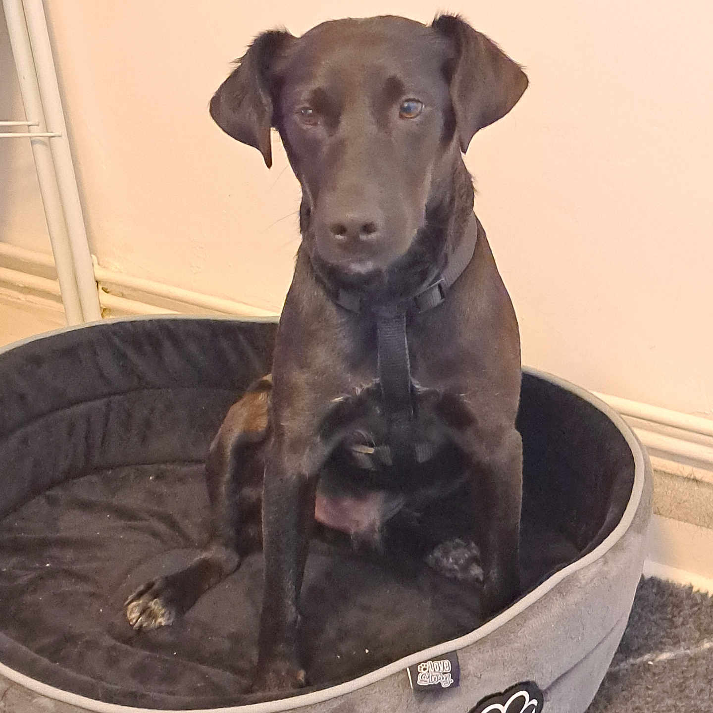 Tango a rejoint le concours — aidez-le/la à gagner de superbes lots ! animal, black_dog, calm, canine, carpet, collar, dog, domestic_animal, floor, furniture, household, indoor, looking, paw_print, pet_bed, quiet, resting, side_view, sitting, wall
