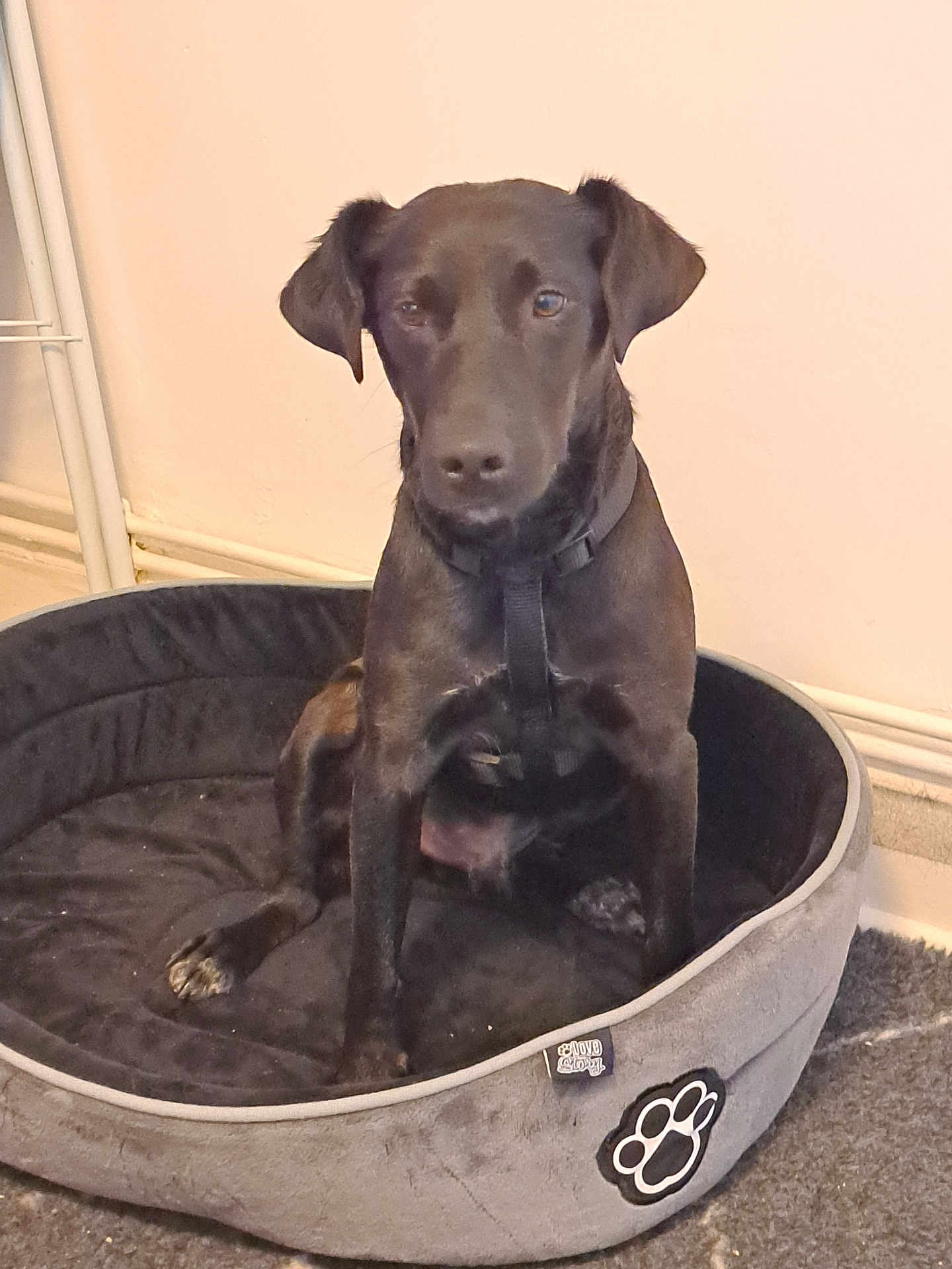 Tango a rejoint le concours — aidez-le/la à gagner de superbes lots ! dog, pet_bed, black_dog, indoor, animal, sitting, collar, floor, carpet, paw_print, wall, quiet, resting, canine, domestic_animal, looking, calm, household, furniture, side_view