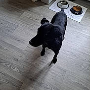 Tango a rejoint le concours — aidez-le/la à gagner de superbes lots ! animal, black_dog, canine, corner, dog, empty_room, floor, flooring, food_bowl, home, indoor, looking_away, mat, pet, pet_bowls, pipes, shadow, wall, water_bowl, wooden_floor