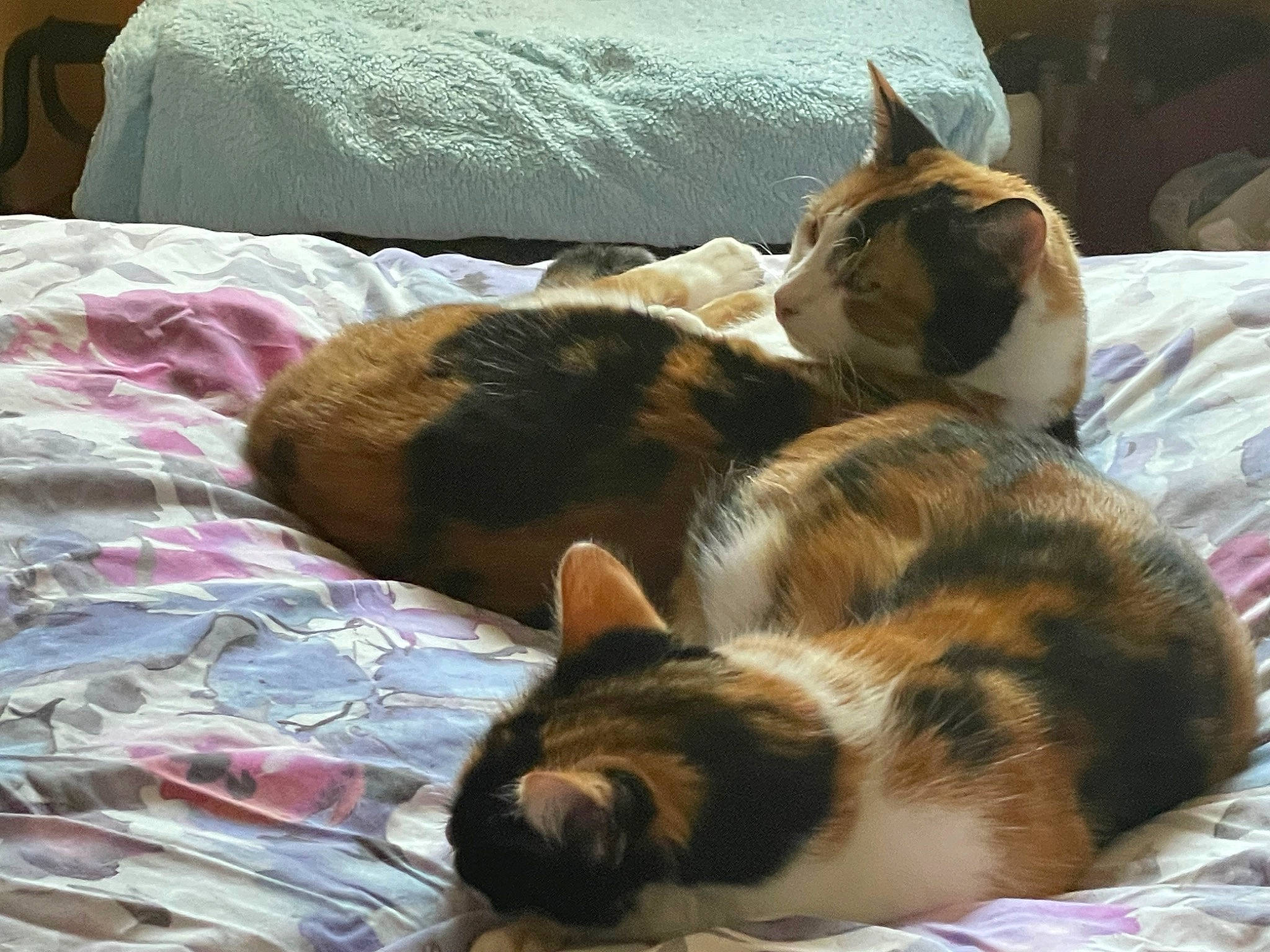 Princess joined the competition — help win amazing prizes! bed, bed_sheet, bedding, blanket, carnivore, cat, comfort, domestic_short_haired_cat, duvet, felidae, fur, linens, nap, paw, room, small_to_medium_sized_cats, tail, whiskers, wood