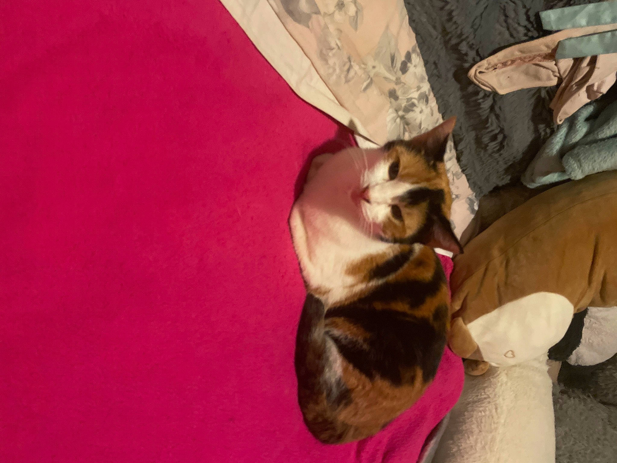 Princess is registered to the contest to win money with this photo: canidae, carnivore, cloud, comfort, companion_dog, dog, dog_breed, domestic_short_haired_cat, ear, fawn, felidae, fur, human_leg, paw, small_to_medium_sized_cats, snout, sporting_group, tail, thigh, whiskers