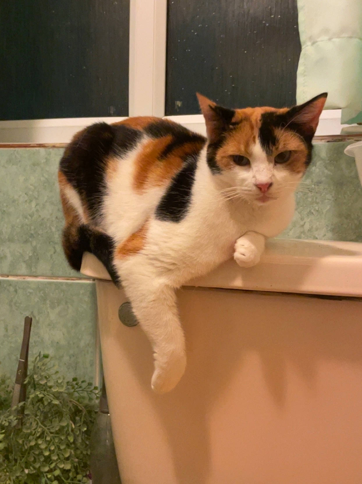 Princess joined the competition — help win amazing prizes! box, carnivore, cat, comfort, domestic_short_haired_cat, felidae, flooring, fur, paw, small_to_medium_sized_cats, snout, tail, whiskers, window, wood