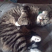 Pippy joined the competition — help win amazing prizes! cat, tabby, pet, animal, feline, fur, whiskers, paws, relaxed, resting, indoor, blanket, cozy, sleepy, cute, domestic, mammal, cute_pet, lying_down, curled_up