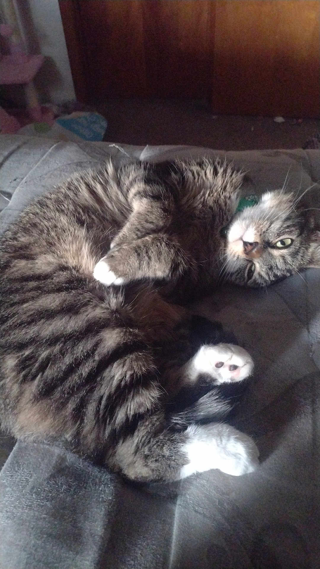 Pippy joined the competition — help win amazing prizes! cat, tabby, pet, animal, feline, fur, whiskers, paws, relaxed, resting, indoor, blanket, cozy, sleepy, cute, domestic, mammal, cute_pet, lying_down, curled_up