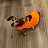 dog, pet, costume, orange, pumpkin, floor, wooden_floor, indoor, cute, small_dog, animal, looking_up, festive, halloween, clothing, ears, brown, black_nose, domestic_animal, canine