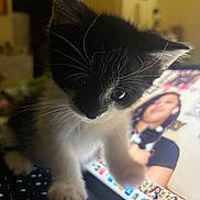 Lucky joined the competition — help win amazing prizes! black_and_white, blurred_background, cat, close_up, computer, curious, cute, domestic_animal, feline, home, indoor, keyboard, kitten, laptop, pet, playing, screen, technology, whiskers, young_animal