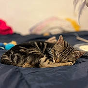 Apollon a rejoint le concours — aidez-le/la à gagner de superbes lots ! cat, tabby, sleeping, bed, blanket, toy, feather, indoor, pet, feline, cozy, resting, animal, cute, fur, domestic, calm, relaxation, sleep, comfort