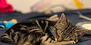 Apollon a rejoint le concours — aidez-le/la à gagner de superbes lots ! animal, bed, blanket, calm, cat, comfort, cozy, cute, domestic, feather, feline, fur, indoor, pet, relaxation, resting, sleep, sleeping, tabby, toy