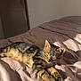 Apollon participe au concours pour gagner de l'argent avec cette photo : animal, bed, blanket, cat, cozy, cute, fur, indoor, kitten, nap, paws, pet, relaxed, resting, sleeping, soft, striped, sunlight, tabby, whiskers