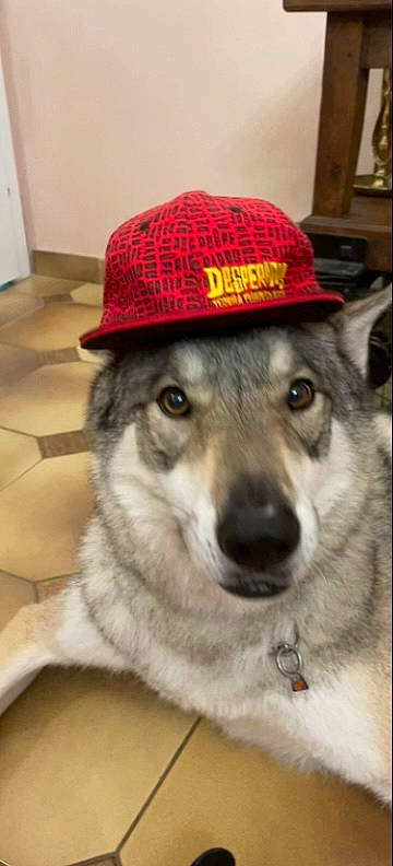 Djago a rejoint le concours — aidez-le/la à gagner de superbes lots ! canidae, cap, carnivore, companion_dog, cowboy_hat, dog, dog_breed, fashion_accessory, firefighter, fur, hat, leash, logo, personal_protective_equipment, pet_supply, plaid, snout, sporting_group, whiskers, working_dog