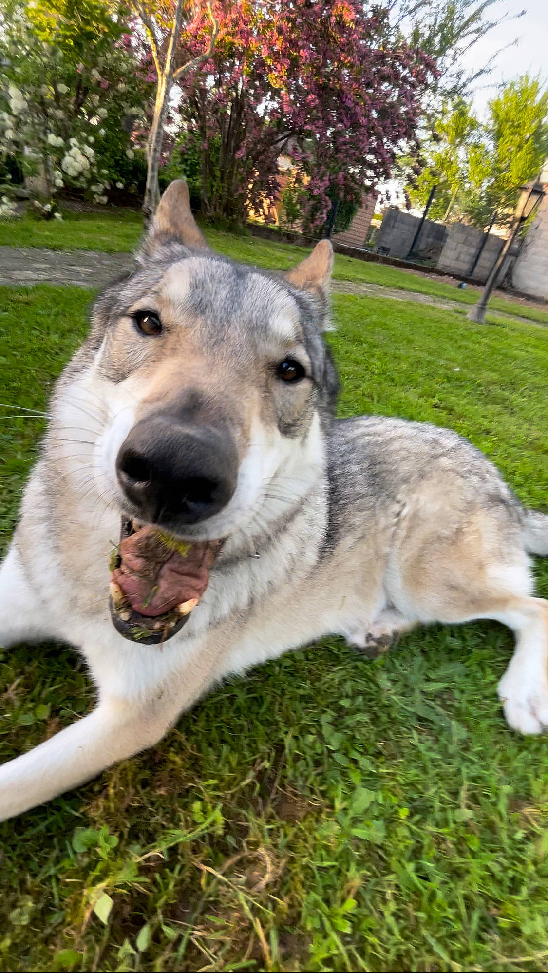 Djago a rejoint le concours — aidez-le/la à gagner de superbes lots ! ancient_dog_breeds, canidae, canis, carnivore, collar, companion_dog, dog, dog_breed, dog_collar, fawn, fur, grass, non_sporting_group, plant, sporting_group, terrestrial_animal, tree, whiskers, working_animal, working_dog