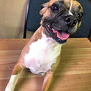 Heidi joined the competition — help win amazing prizes! dog, pet, animal, table, chair, indoor, happy, tongue_out, brown, white, short_hair, canine, looking_up, close_up, smiling, friendly, domestic_animal, four_legs, fur, ears