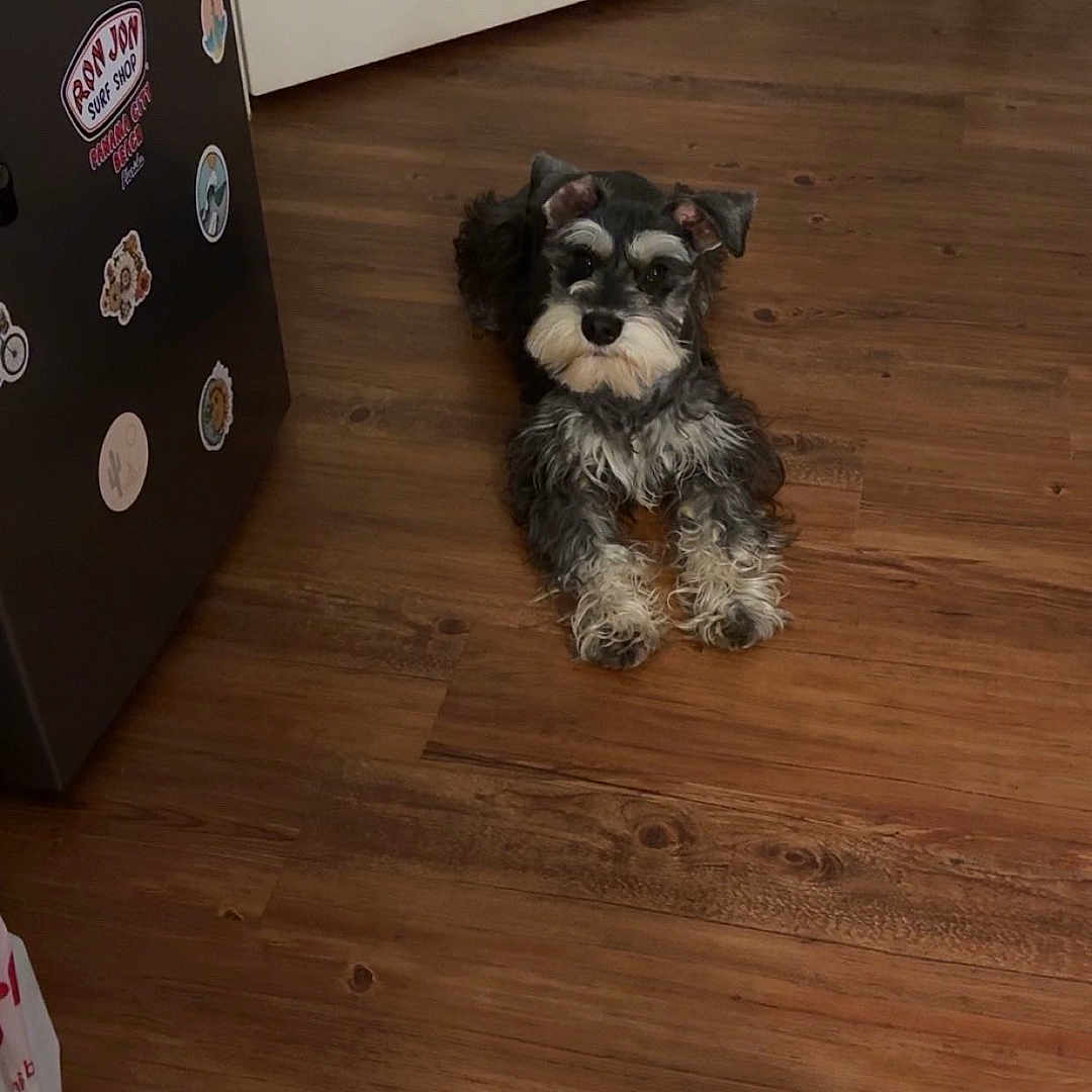 Milo is registered to the contest to win money with this photo: animal, beard, companion, cute, dog, door, ears, flooring, fridge, fur, home, indoor, lying_down, pet, puppy, schnauzer, small_dog, stickers, watching, wooden_floor