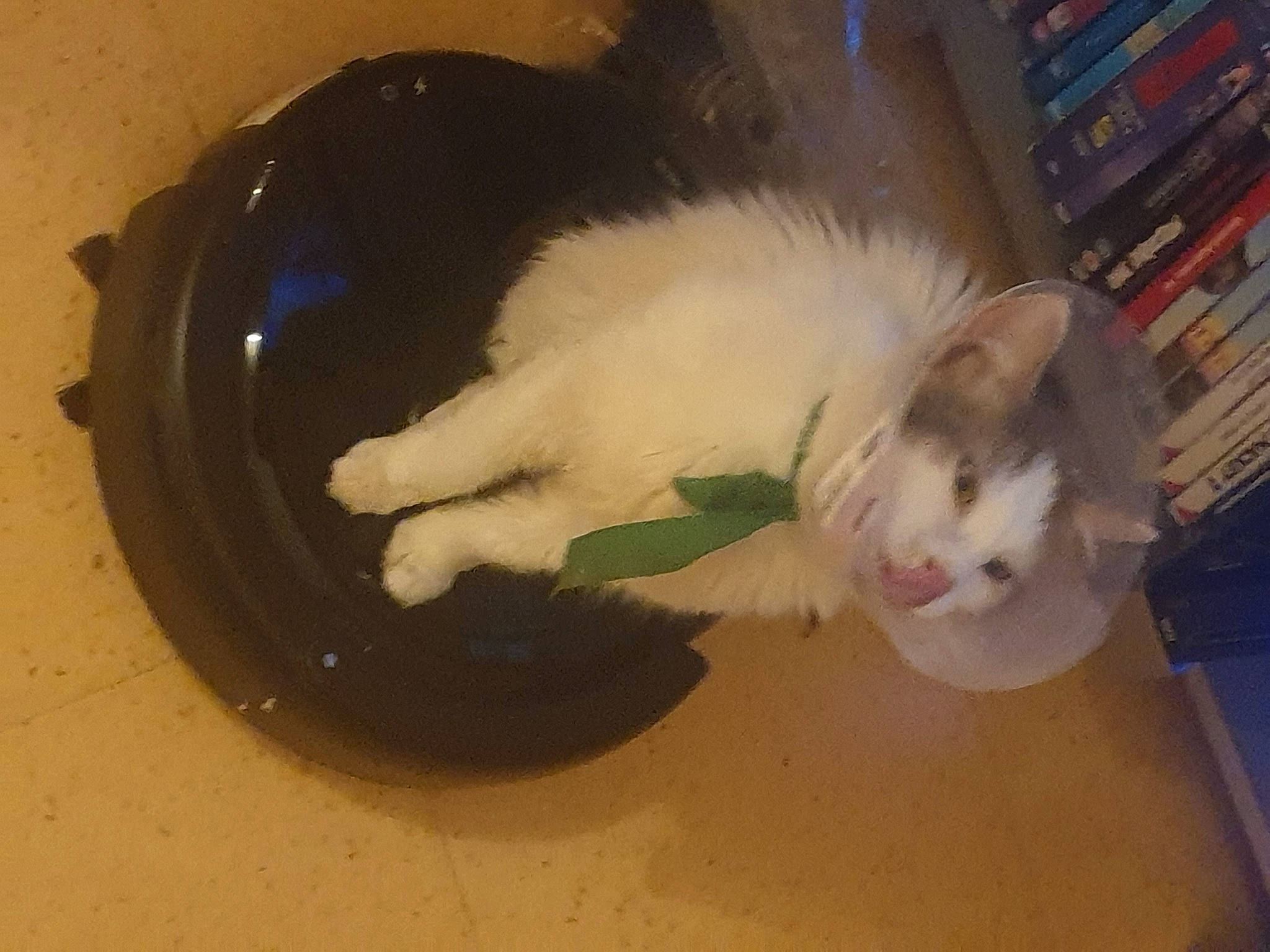 Channel participe au concours pour gagner de l'argent avec cette photo : bookcase, canidae, carnivore, cat, companion_dog, dog_breed, domestic_short_haired_cat, felidae, flooring, fur, hardwood, paw, publication, shelf, shelving, small_to_medium_sized_cats, snout, sporting_group, tail, whiskers