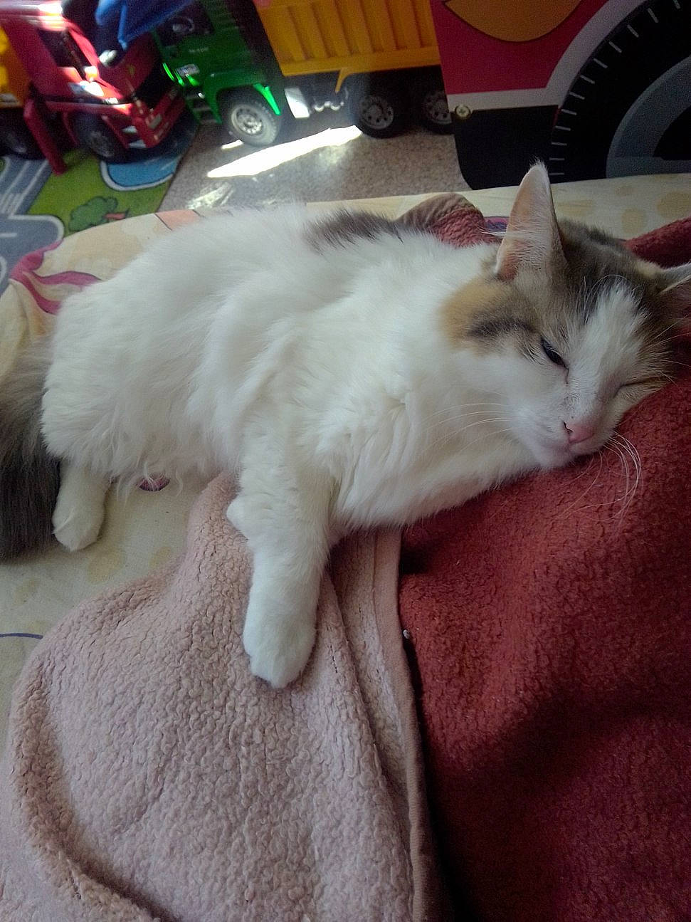 Chanelle a rejoint le concours — aidez-le/la à gagner de superbes lots ! asian, carnivore, cat, domestic_long_haired_cat, ear, fawn, felidae, fur, khao_manee, kitten, mammal, norwegian_forest_cat, persian, ragamuffin, ragdoll, small_to_medium_sized_cats, tail, turkish_angora, turkish_van, whiskers