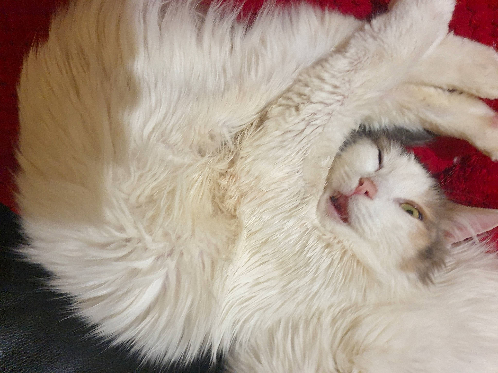 Chanelle a rejoint le concours — aidez-le/la à gagner de superbes lots ! carnivore, cat, claw, close_up, comfort, fang, felidae, fur, natural_material, paw, small_to_medium_sized_cats, whiskers, yawn