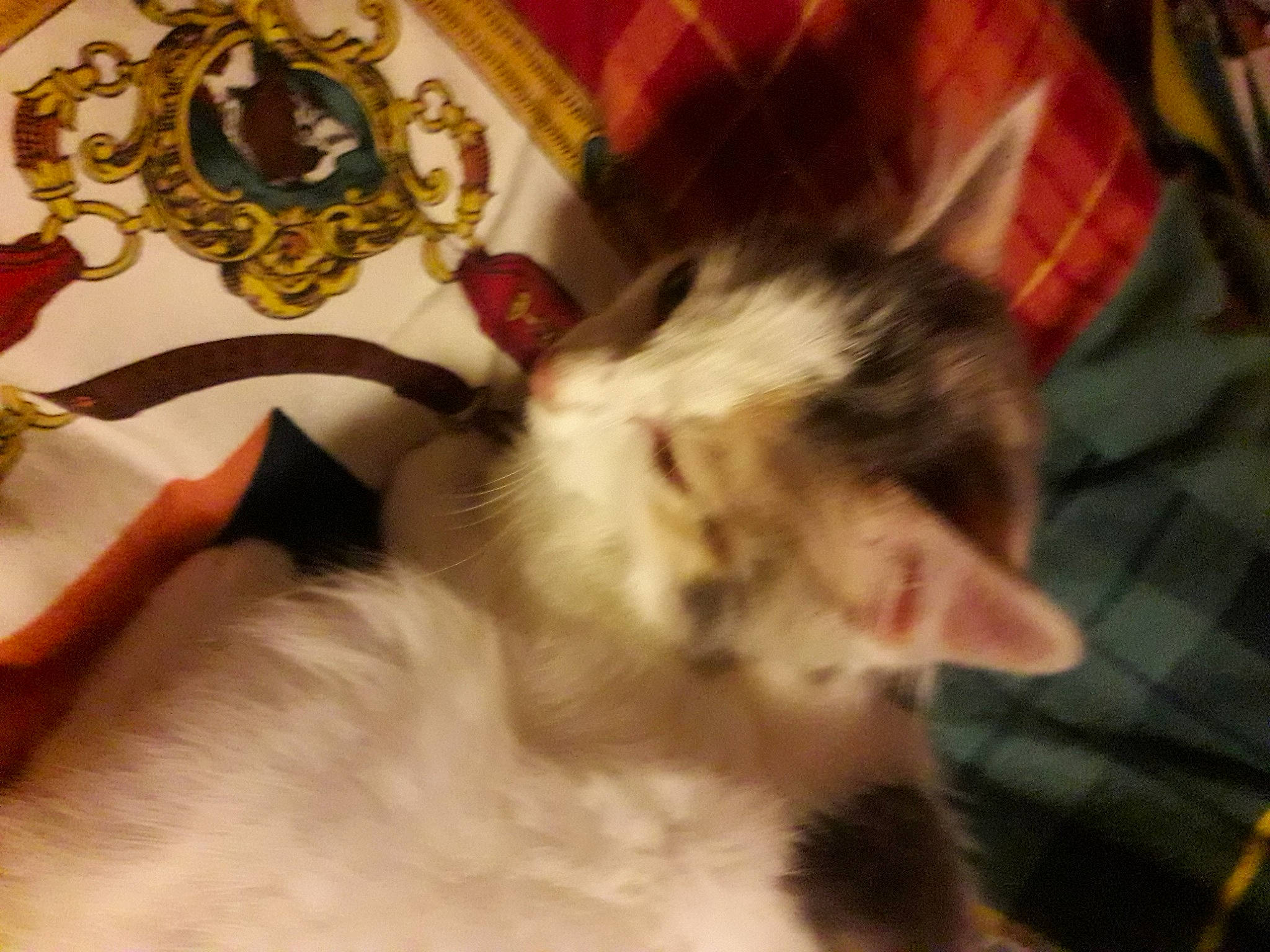 Channel a rejoint le concours — aidez-le/la à gagner de superbes lots ! carnivore, cat, ear, felidae, fur, kitten, small_to_medium_sized_cats, whiskers