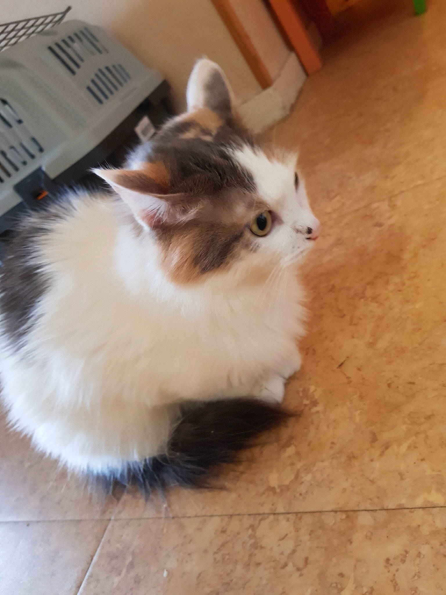 Channelle participe au concours pour gagner de l'argent avec cette photo : american_curl, asian_semi_longhair, british_semi_longhair, carnivore, cat, cymric, domestic_long_haired_cat, fawn, felidae, kitten, mammal, napoleon_cat, norwegian_forest_cat, persian, ragamuffin, ragdoll, small_to_medium_sized_cats, tail, whiskers