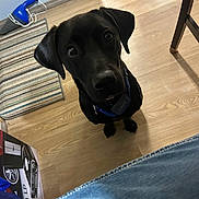 Ripley is registered to the contest to win money with this photo: animal, black_dog, canine, cardboard_box, chair_leg, closeup, collar, curious, denim, dog, domestic_animal, flooring, home, indoor, looking_up, pet, sitting, striped_rug, wooden_floor, young_dog