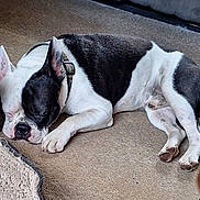 Apollo is registered to the contest to win money with this photo: dog, sleeping, black_and_white, carpet, pet, resting, indoor, canine, collar, paw, fur, animal, relaxation, bed, comfort, nap, cute, domestic, mammal, quiet