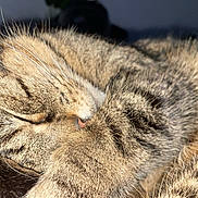Cerveau a rejoint le concours — aidez-le/la à gagner de superbes lots ! cat, tabby, sleeping, close_up, fur, paw, whiskers, pet, animal, cozy, relaxed, cute, domestic_cat, mammal, resting, indoor, feline, peaceful, soft, nap