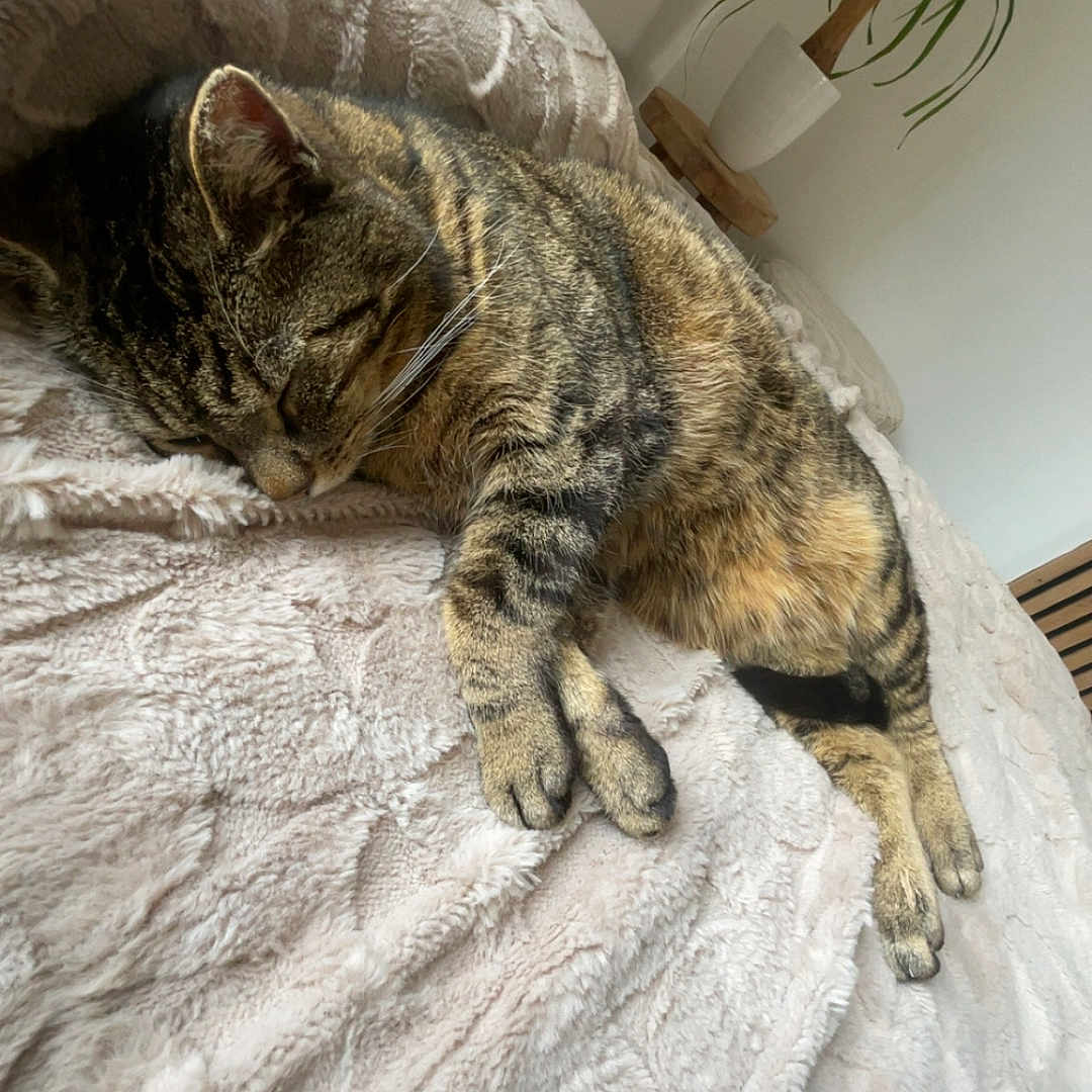 Cerveau participe au concours pour gagner de l'argent avec cette photo : cat, tabby_cat, sleeping, blanket, bed, indoor, pet, feline, cozy, resting, fur, whiskers, plant, pot, home, relaxation, comfort, animal, cute, domestic