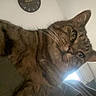 Cerveau participe au concours pour gagner de l'argent avec cette photo : cat, tabby, pet, indoor, clock, plant, fur, whiskers, curious, relaxed, animal, closeup, face, paw, feline, domestic, cozy, home, window, soft