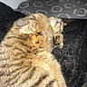 Cerveau a rejoint le concours — aidez-le/la à gagner de superbes lots ! cat, tabby, sleeping, relaxing, indoor, blanket, bed, feline, fur, striped, cozy, resting, pet, domestic_animal, comfort, animal, cute, soft, paws, whiskers