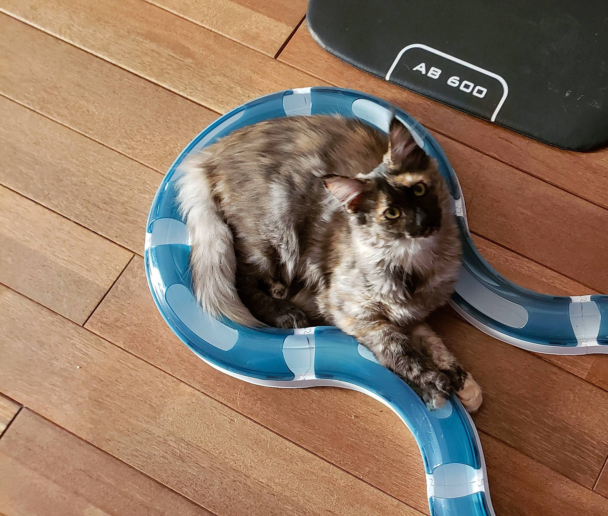 Pipa participe au concours pour gagner de l'argent avec cette photo : carnivore, cat, ear, felidae, floor, flooring, hardwood, kitten, small_to_medium_sized_cats, square, table, tail, whiskers, wood